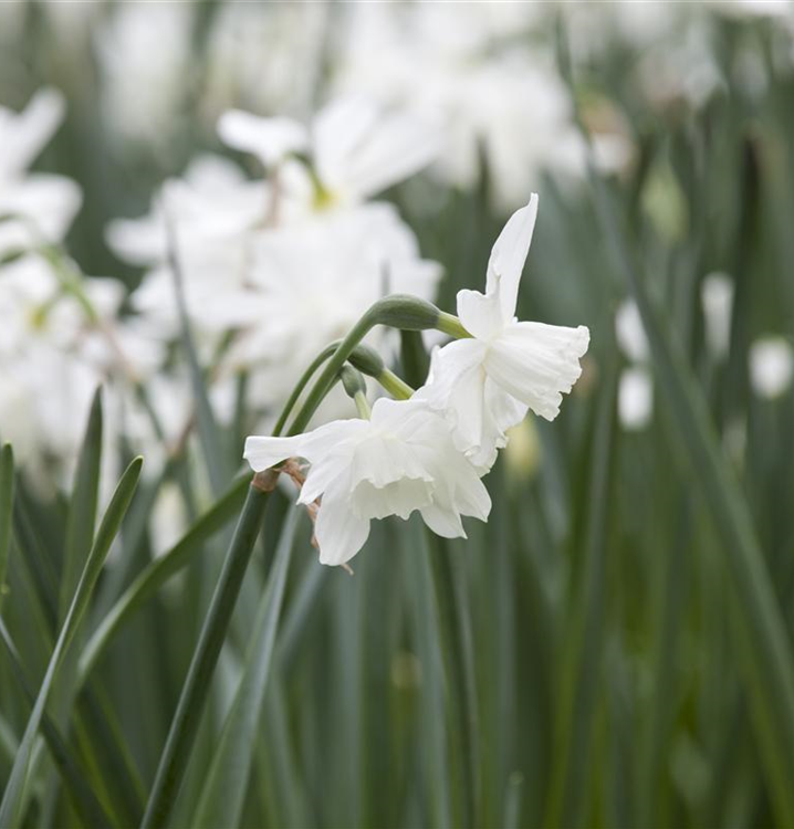 Narcissus triandrus 'Thalia'