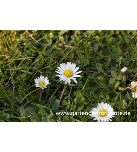 Bellis perennis Bellis perennis