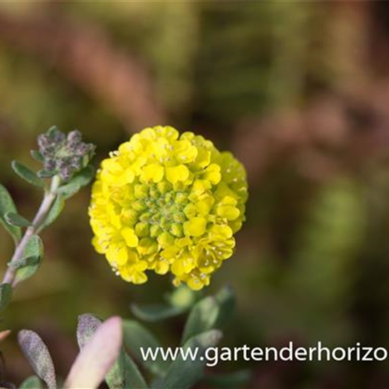 Garten-Berg-Steinkraut 'Luna'