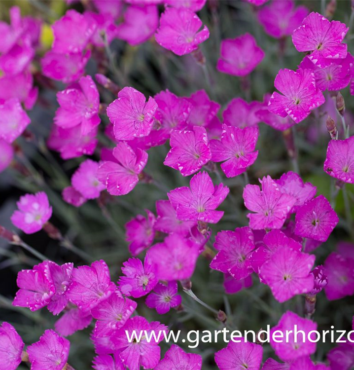 Dianthus gratianop.'Amaranth'