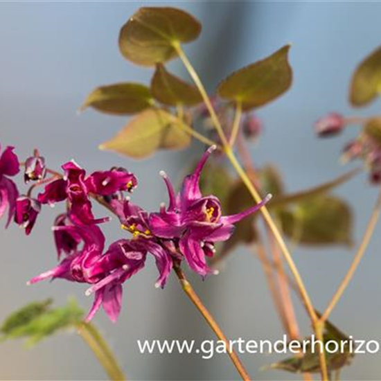 Großblütige Garten-Elfenblume 'Rose Queen'