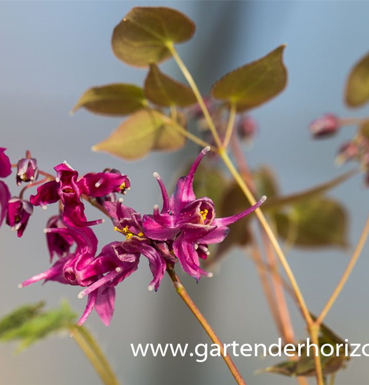 Epimedium grandiflorum 'Rose Queen'