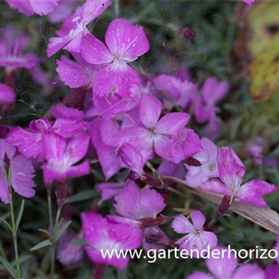 Garten-Pfingst-Nelke 'La Bourboule'