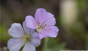 Zum Vergrößern klicken Bildvorschau