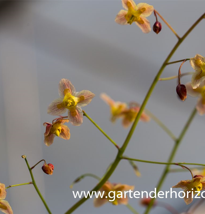 Epimedium pinnatum ssp.colchicum 'Black Sea'