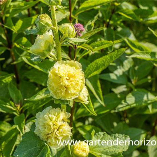 Gefülltblühende Stockrose