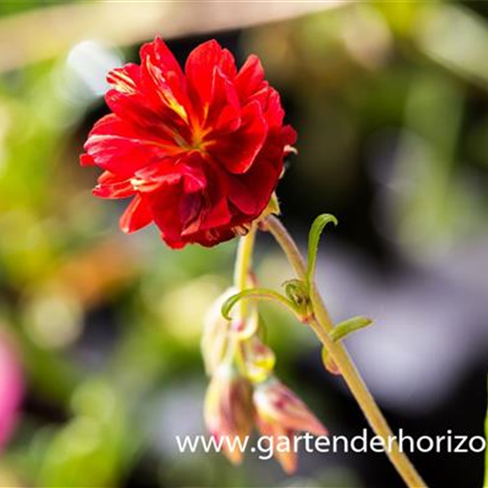 Garten-Sonnenröschen 'Cerise Queen'