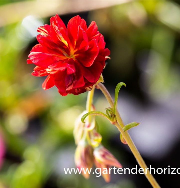 Helianthemum cultorum 'Cerise Queen'