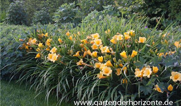 Zum Vergrößern klicken Bildvorschau