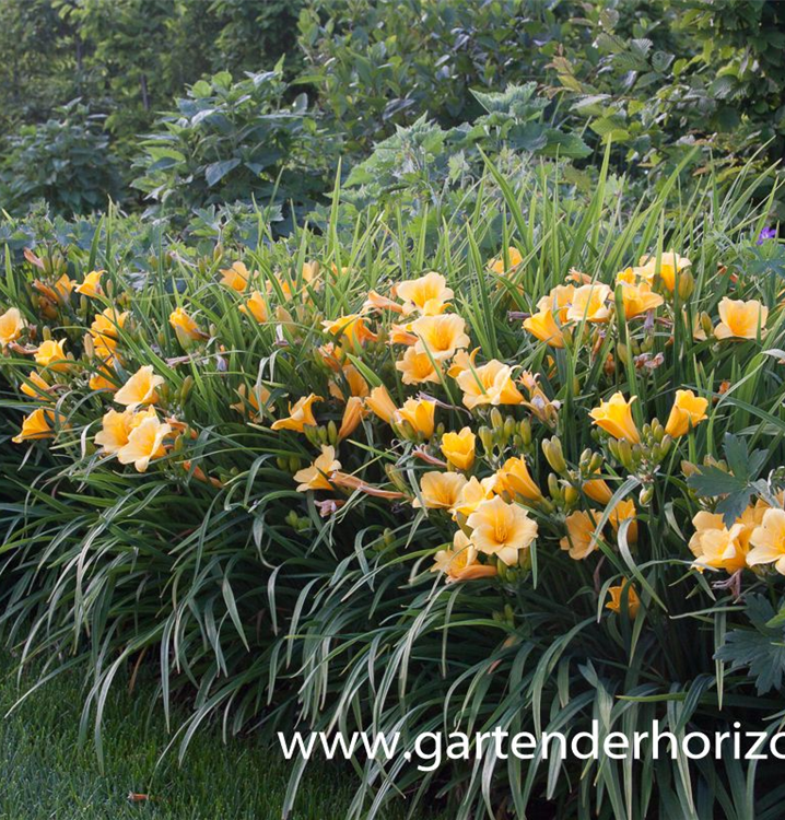 Hemerocallis x cult.'Stella de Oro' Hemerocallis x cult.'Stella de Oro'