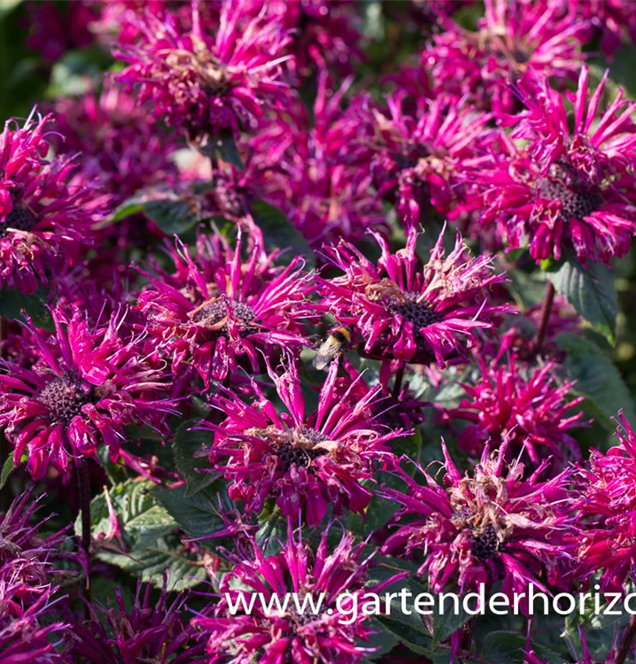 Monarda fistulosa 'Bee-True'