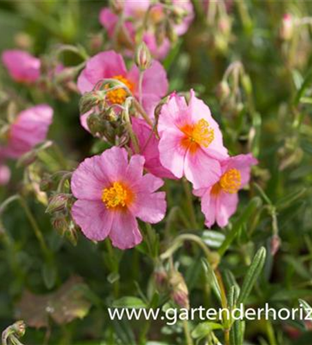 Garten-Sonnenröschen 'Lawrenson´s Pink'