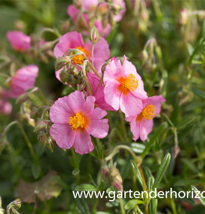 Helianthemum cultorum 'Lawrenson´s Pink'