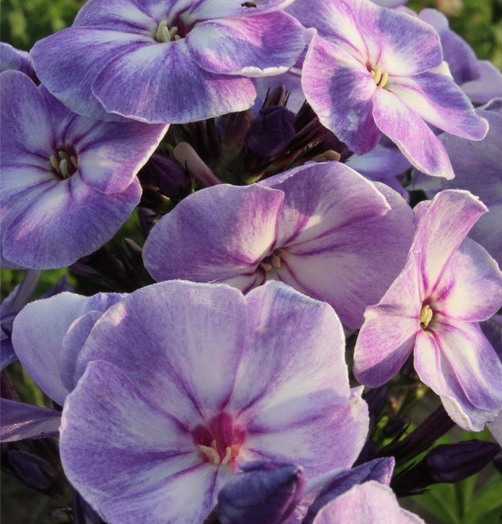 Phlox paniculata 'Younique Old Blue' -R-