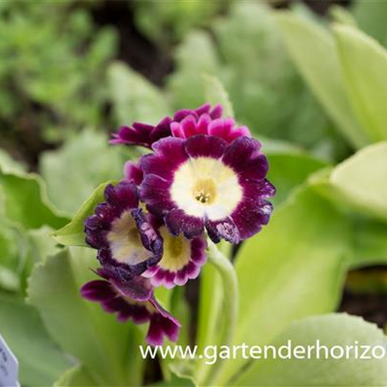 Gartenaurikel