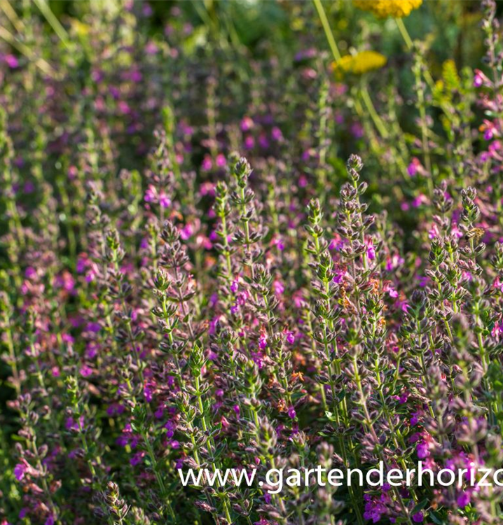 Teucrium chamaedrys