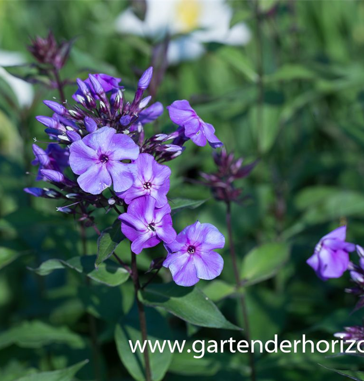Phlox paniculata 'Blue Boy' Phlox paniculata 'Blue Boy'