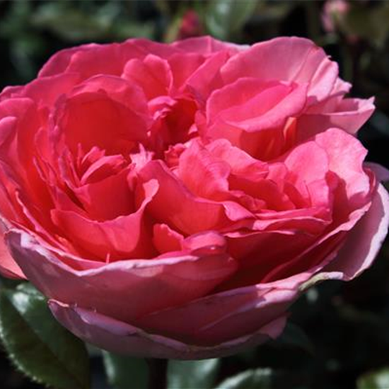Edelrose 'Fragonard'®