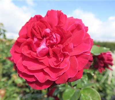 Edelrose 'Bellevue'®