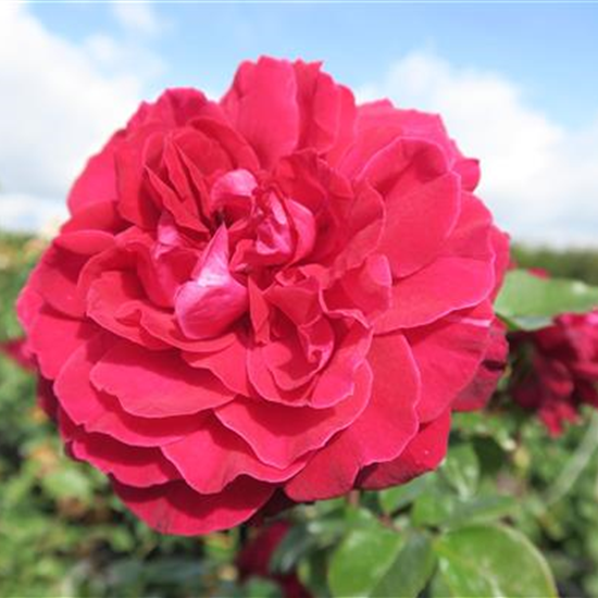 Edelrose 'Bellevue'®