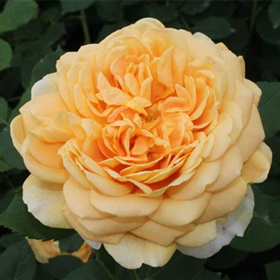 Strauchrose 'Golden Celebration'®