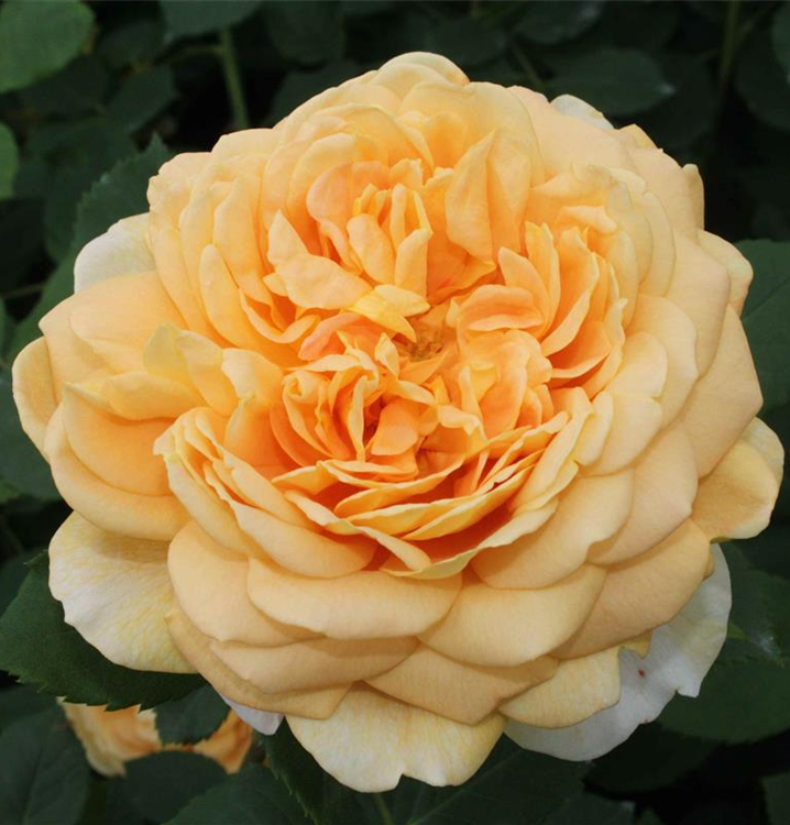 Rosa 'Golden Celebration'®