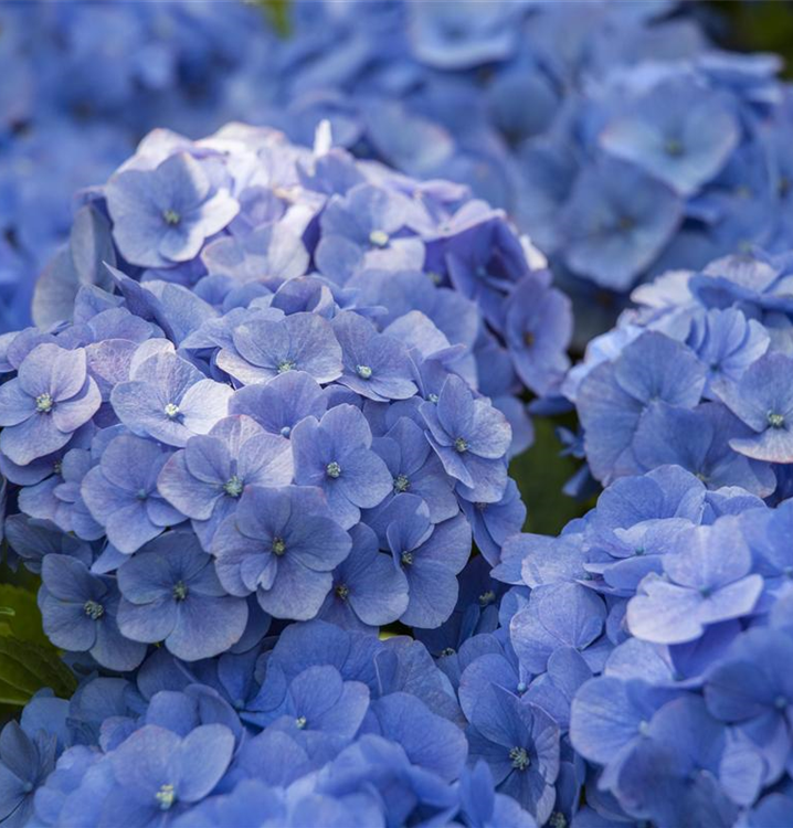 Bauernhortensie 'Blue Ballad'®