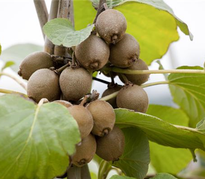 Actinidia chinensis 'Jenny'