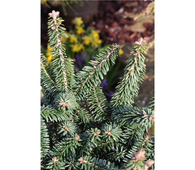 Abies balsamea 'Nana'