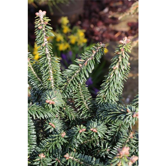 Abies balsamea 'Nana'