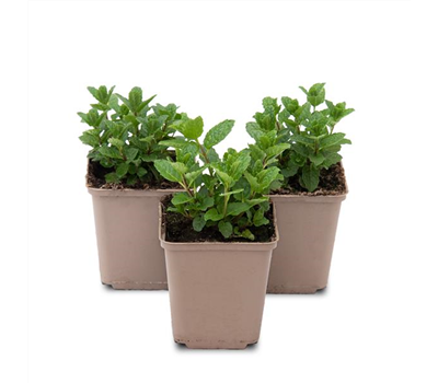 Mentha spicata Moroccan 