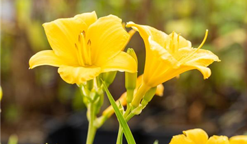 Zum Vergrößern klicken Bildvorschau