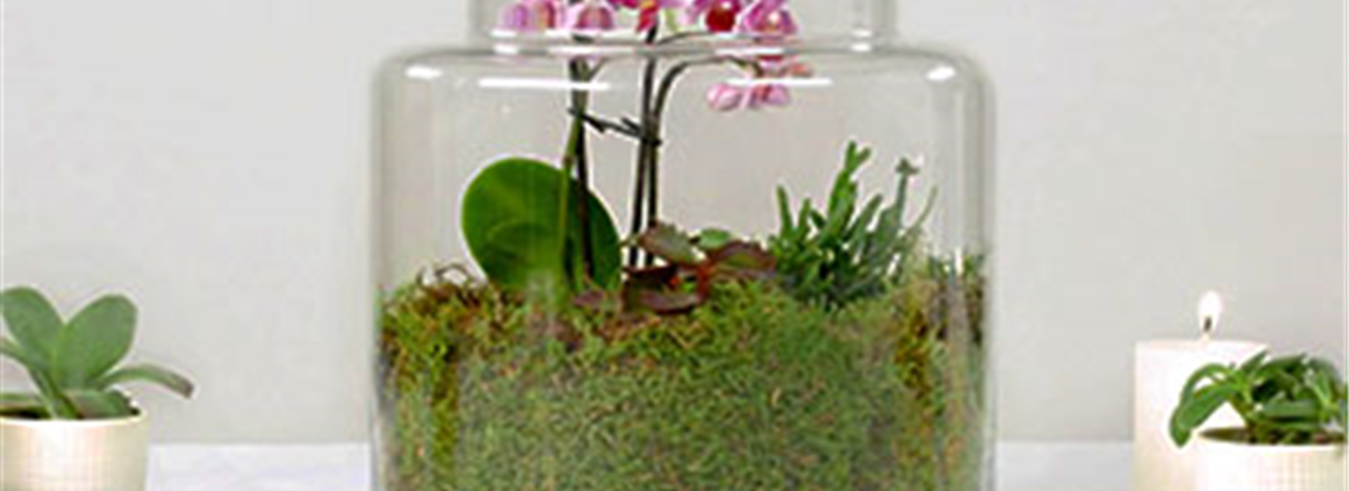 02_Februar_Teaser_Orchideenterrarium.jpg