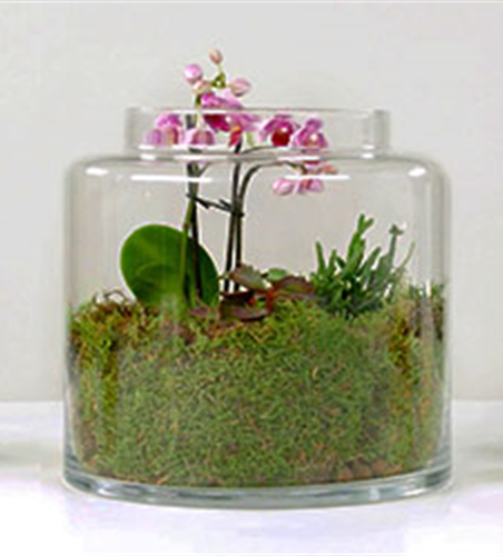 Orchideen-Terrarium
