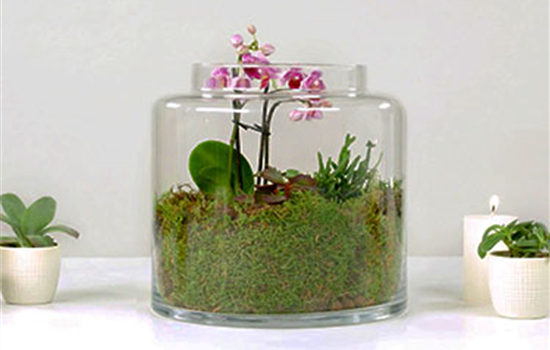 Orchideen-Terrarium