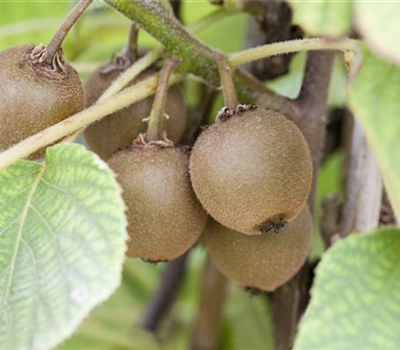 Actinidia chinensis 'Boskoop'