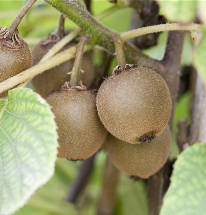 Kiwi 'Boskoop'