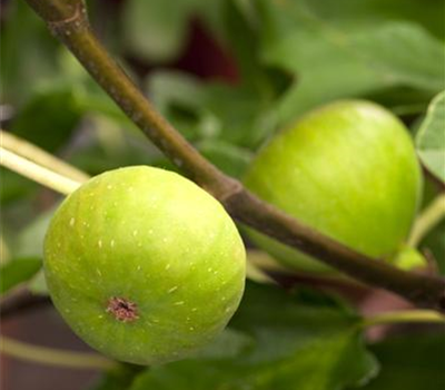 R Ficus carica 'Brown Turkey'