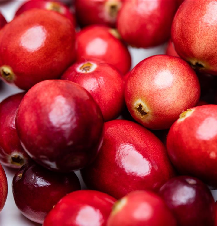 Großfrüchtige Moosbeere