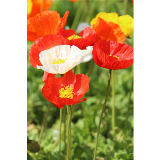 Papaver nudicaule 'Gartenzwerg'