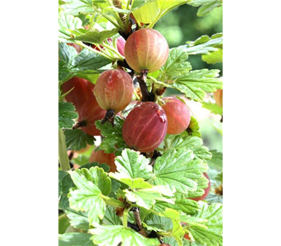 R Ribes uva-crispa 'Captivator' CAC