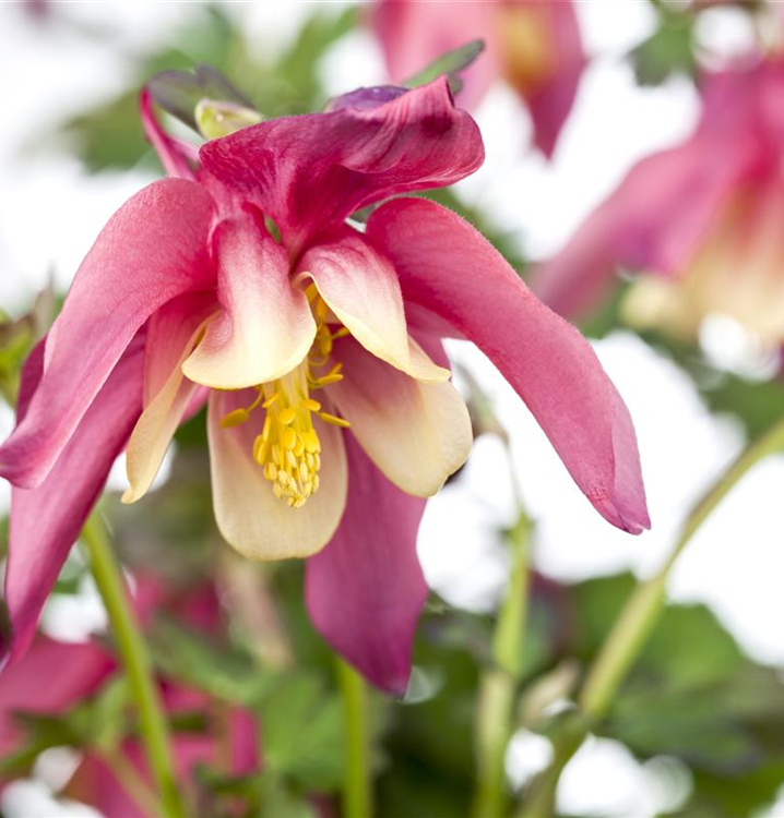 Aquilegia caerulea 'Crimson Star' (Rotstern)