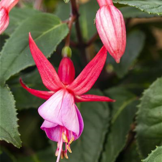 Fuchsie