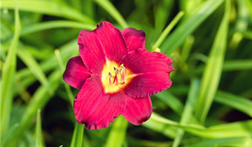 Zum Vergrößern klicken Bildvorschau