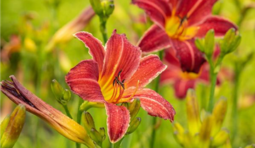 Zum Vergrößern klicken Bildvorschau