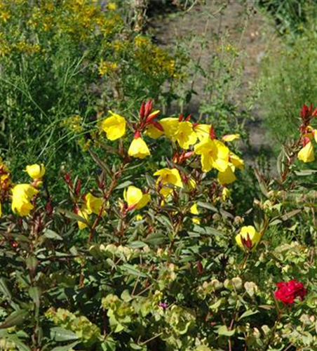 Nachtkerze Nachtkerze