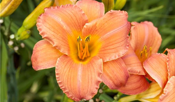 Zum Vergrößern klicken Bildvorschau