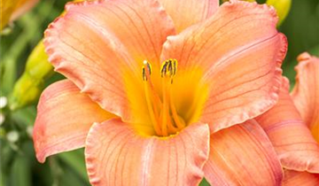 Zum Vergrößern klicken Bildvorschau