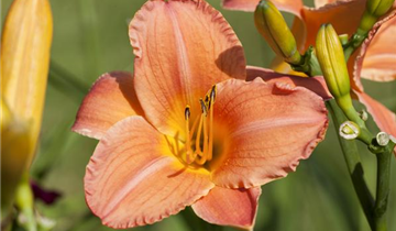 Zum Vergrößern klicken Bildvorschau