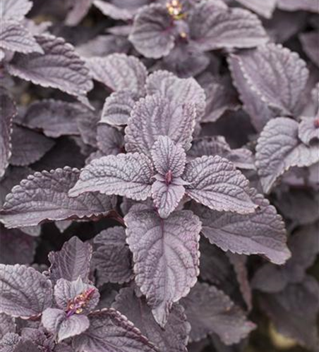 Buntnessel 'Black Prince'